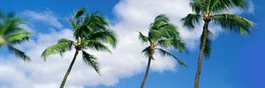 Palms Image